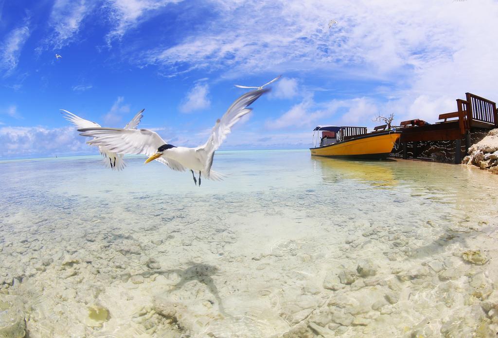 Hakamanu Lodge Tikehau Zewnętrze zdjęcie